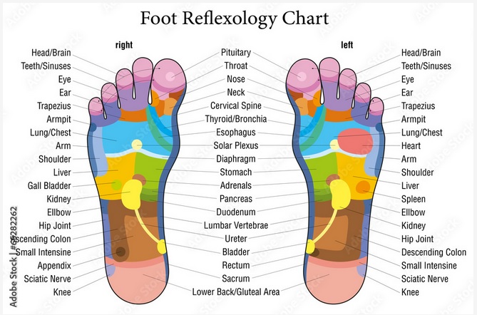 Foot Reflexology Chart