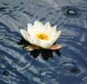 White flower floating on water